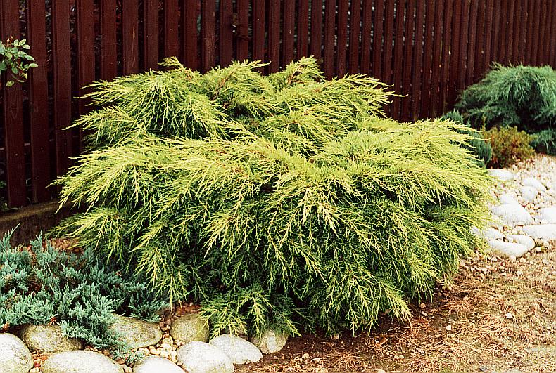 Juniperus old Gold.jpg