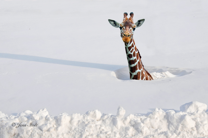 stock-snow and giraffe.jpg