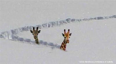 Giraffe snow.jpg