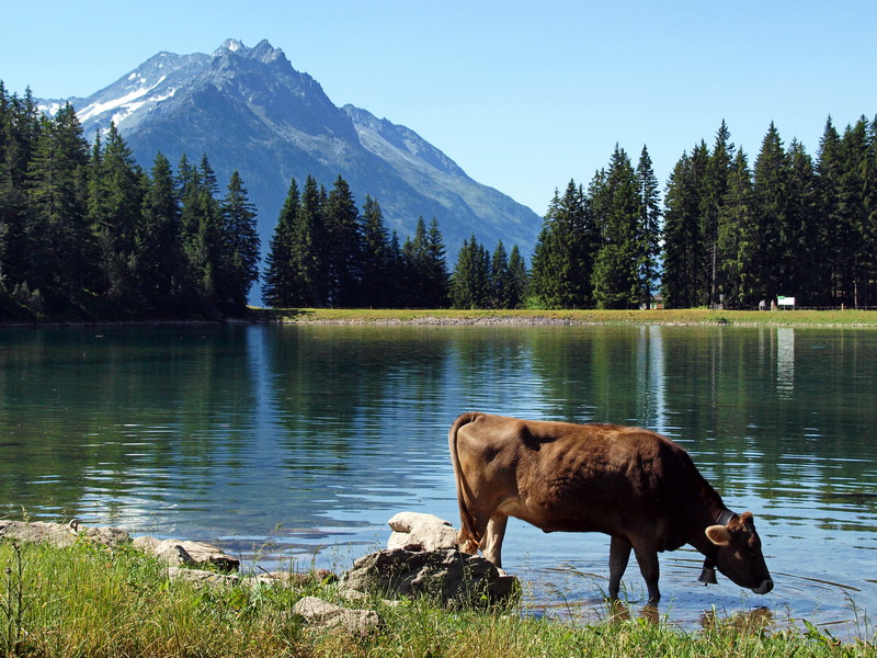 Arnisee-Intschi,09.07.10_03_resize.jpg